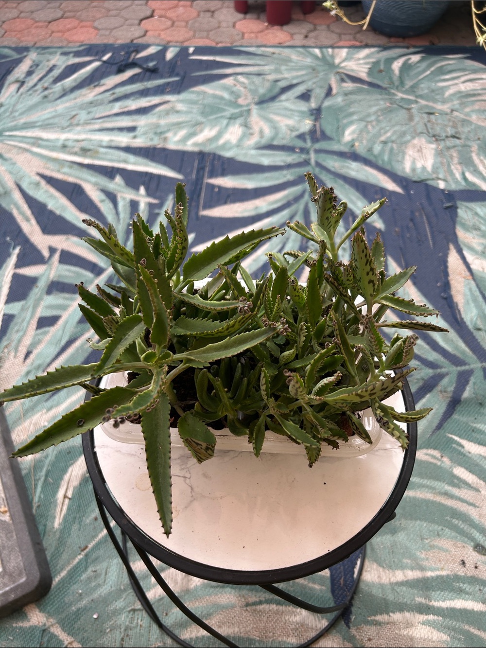 Green Kalanchoe Succulent Live Plant - Home Other